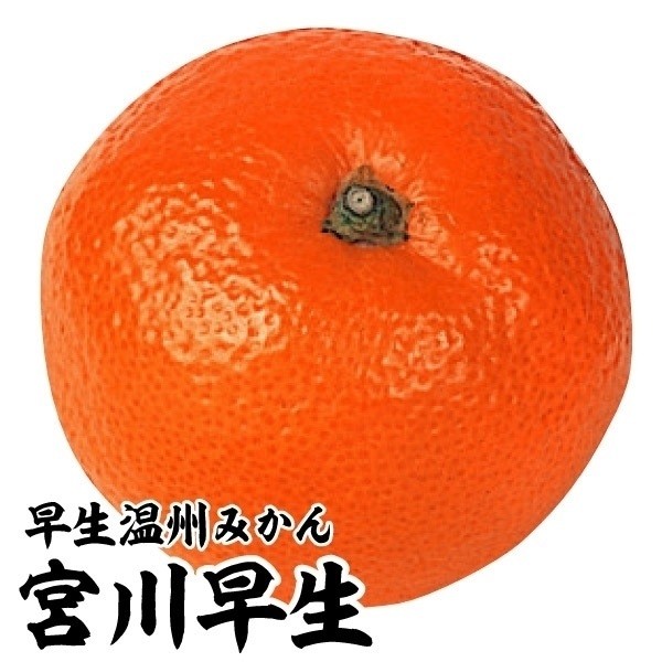 国華園オンラインショップ / 果樹苗 カンキツ 温州みかん 宮川早生 1株