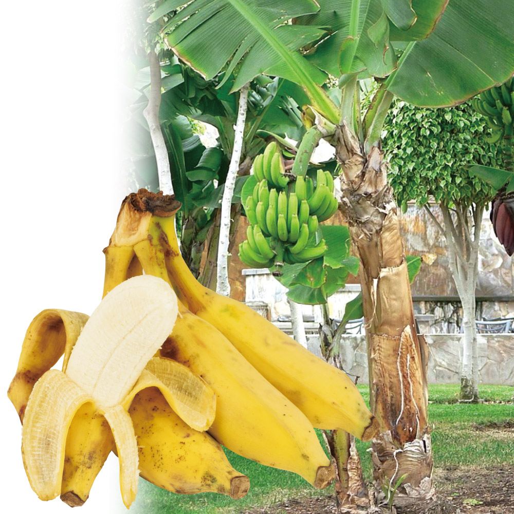 国華園オンラインショップ / バナナ苗