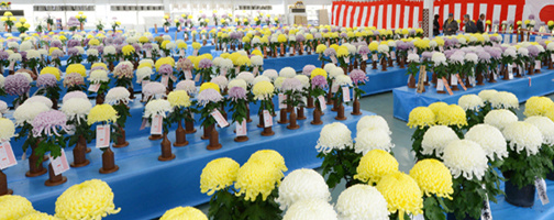 日本菊花全国大会 公式サイト | 日本菊花全国大会のみどころ