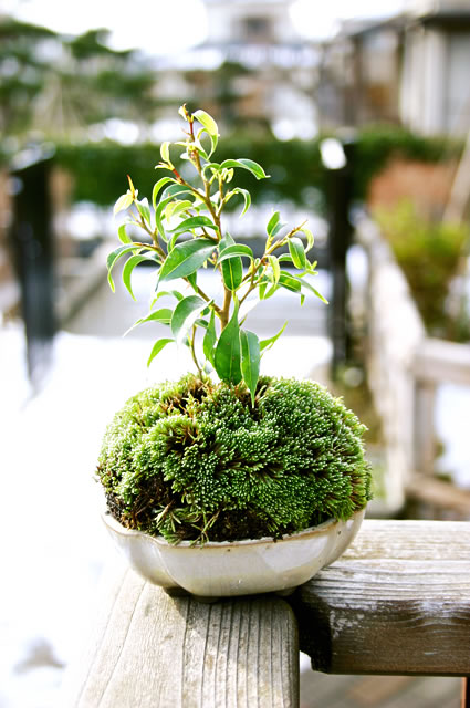 howto情報｜ミニ盆栽を作ろう｜ホームセンター