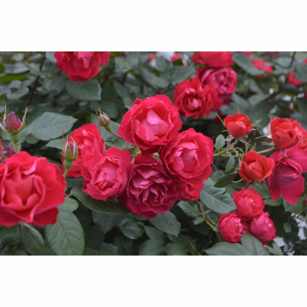 完売御礼【バラ予約】 バラ大苗 チェリー ボニカ【申込期限：2月23