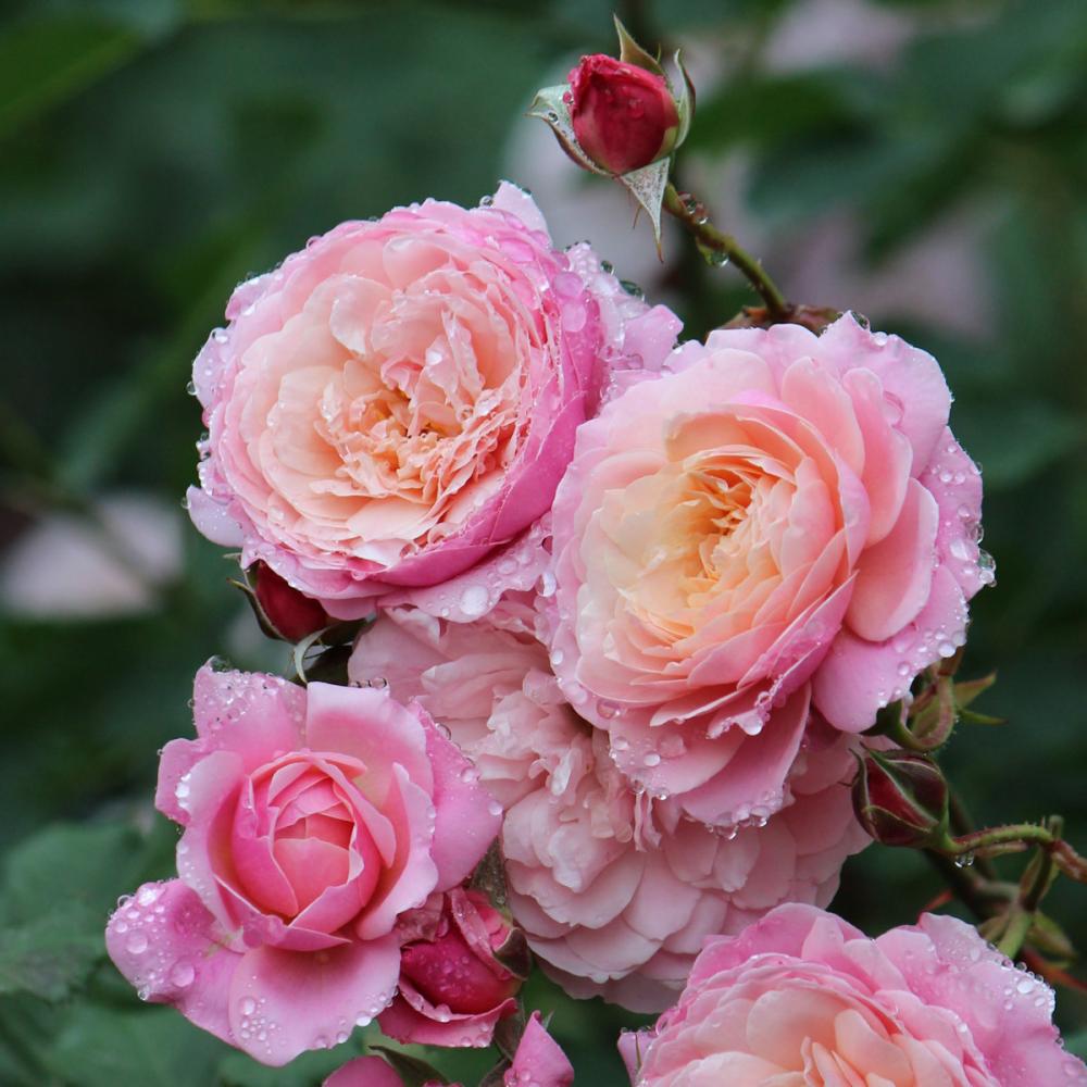 バラ予約】 バラ大苗 プリ・P．J．・ルドゥーテ 【申込期限：2月