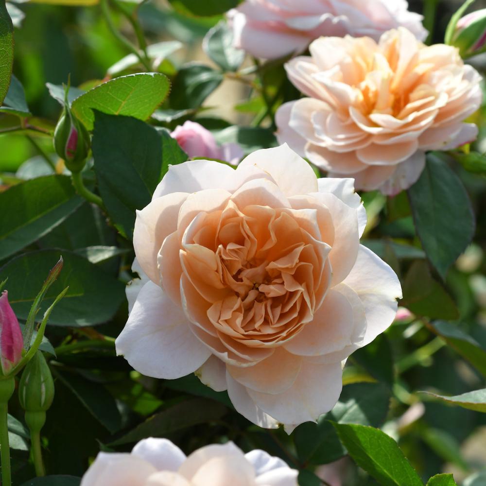 完売御礼【バラ予約】 バラ大苗 うののさらら 予約特典付き 【申込期限