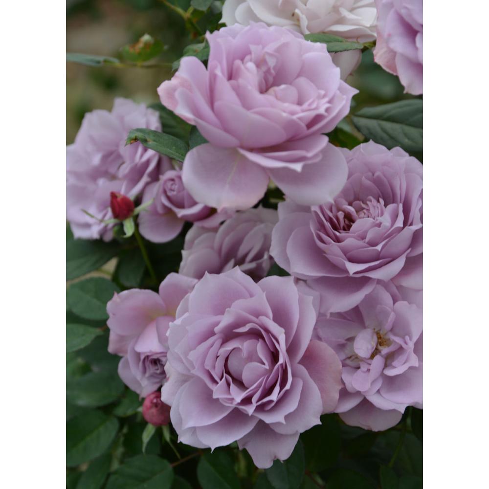 完売御礼【バラ予約】 バラ大苗 紫式部（むらさきしきぶ） 予約特典