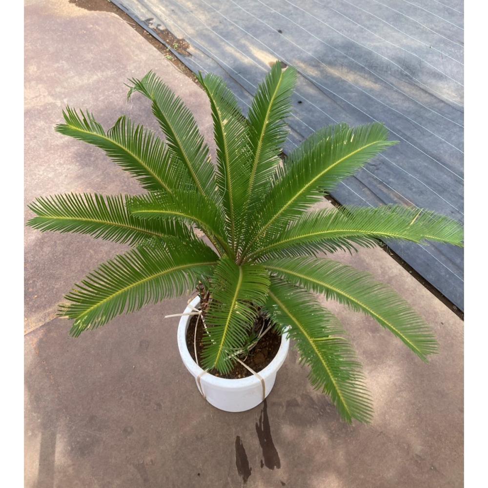 庭木】ソテツ 高さ約1．0m の通販 | ホームセンター コメリドットコム