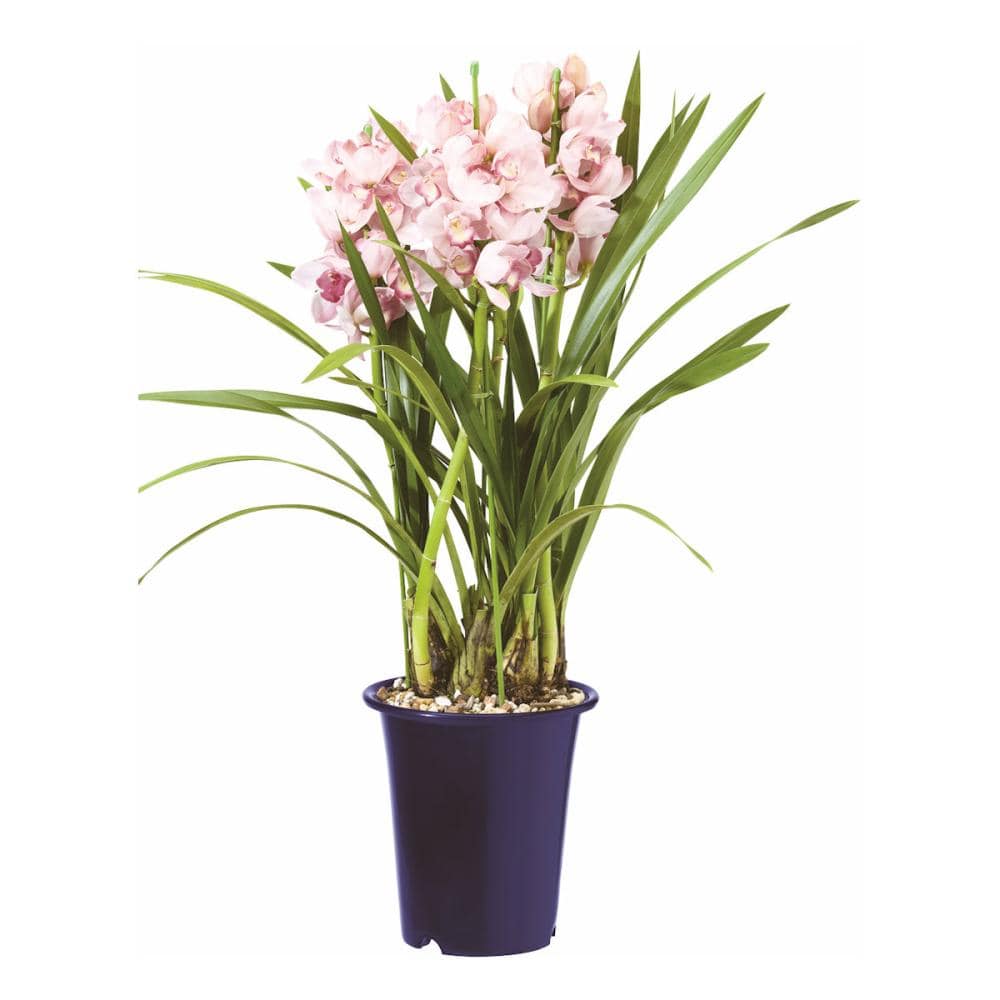 大和プラスチック 洋らん鉢 8号 ブルー の通販 | ホームセンター