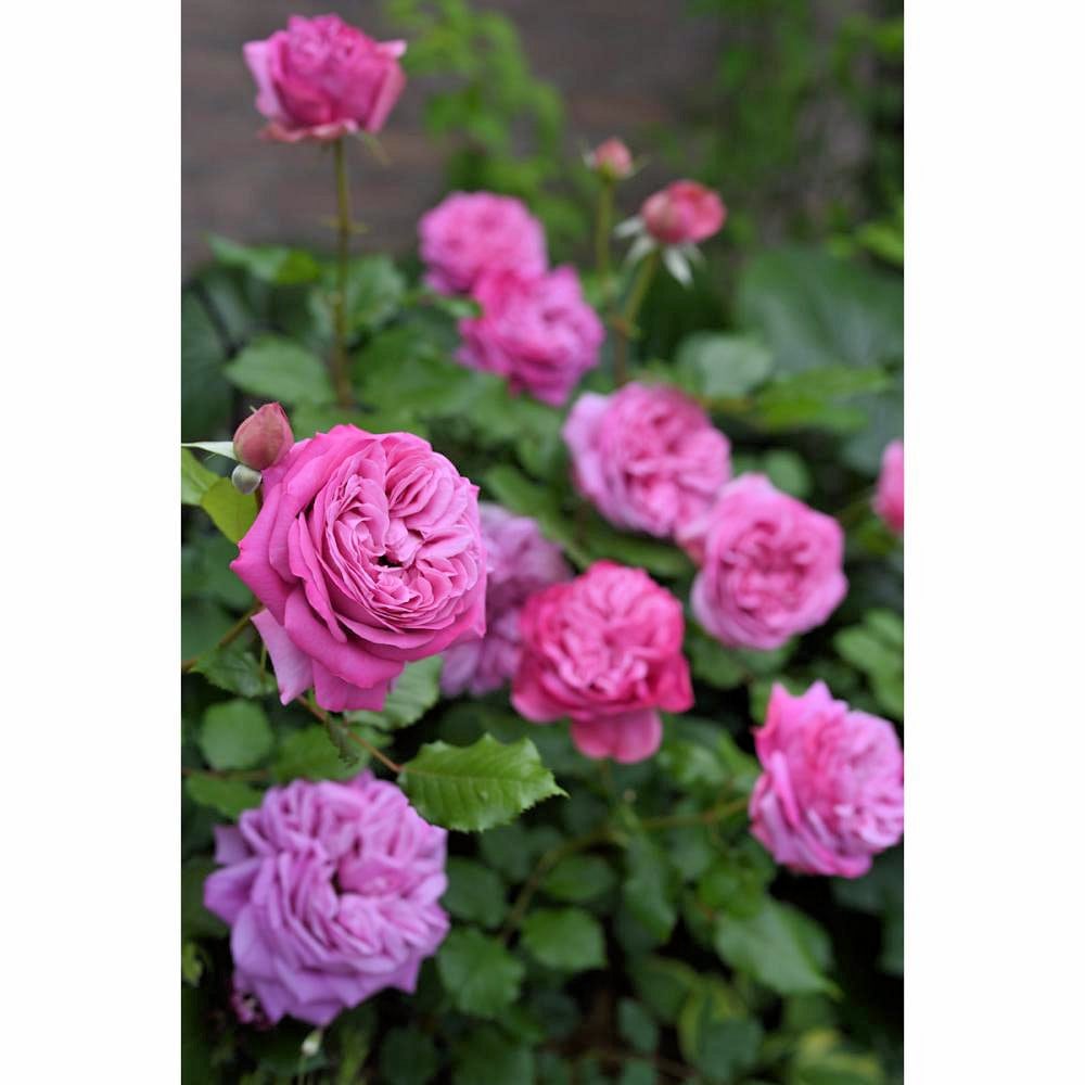 バラ予約】 バラ大苗 ローズポンパドール 予約特典付き 【申込期限：2