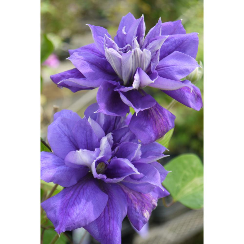 ビチセラ系 アバンギャルド クレマチス （『プレミアム』よりどり3