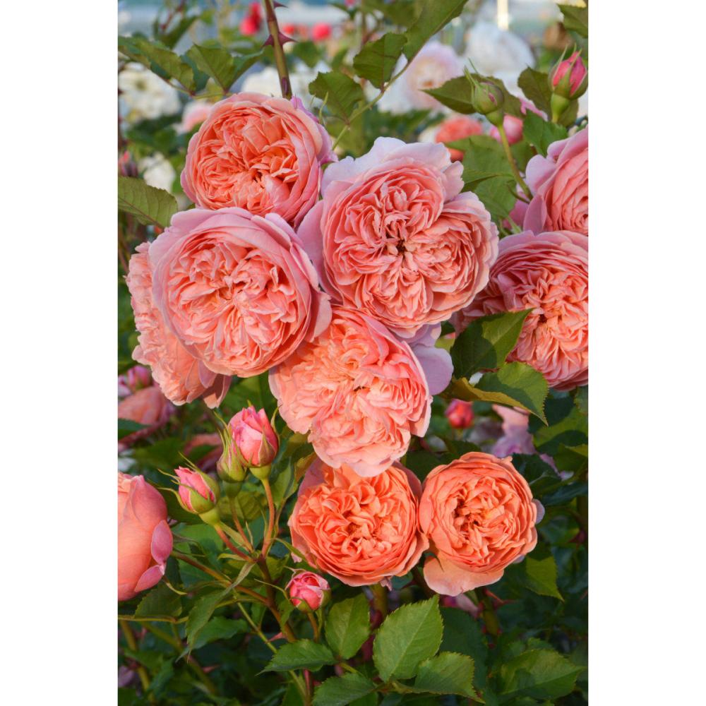 完売御礼【バラ予約】 バラ予約 葵の上（あおいのうえ） 予約特典付き