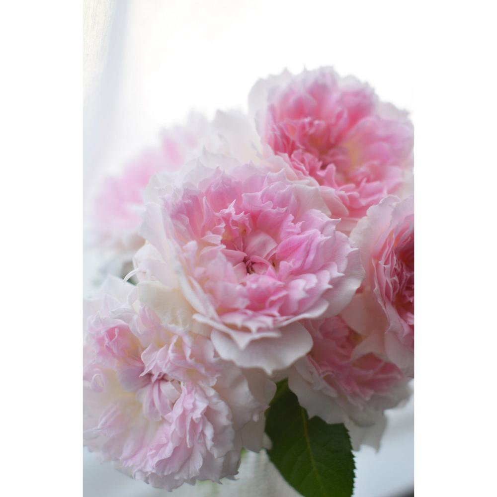 完売御礼【バラ予約】 バラ大苗 アジュール 予約特典付き 【申込期限