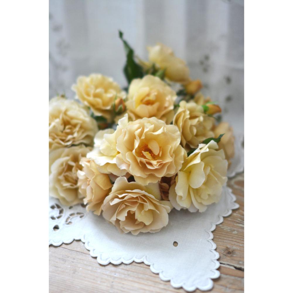 完売御礼【バラ予約】 バラ大苗 ラ・ブロッシュ 予約特典付き 【申込