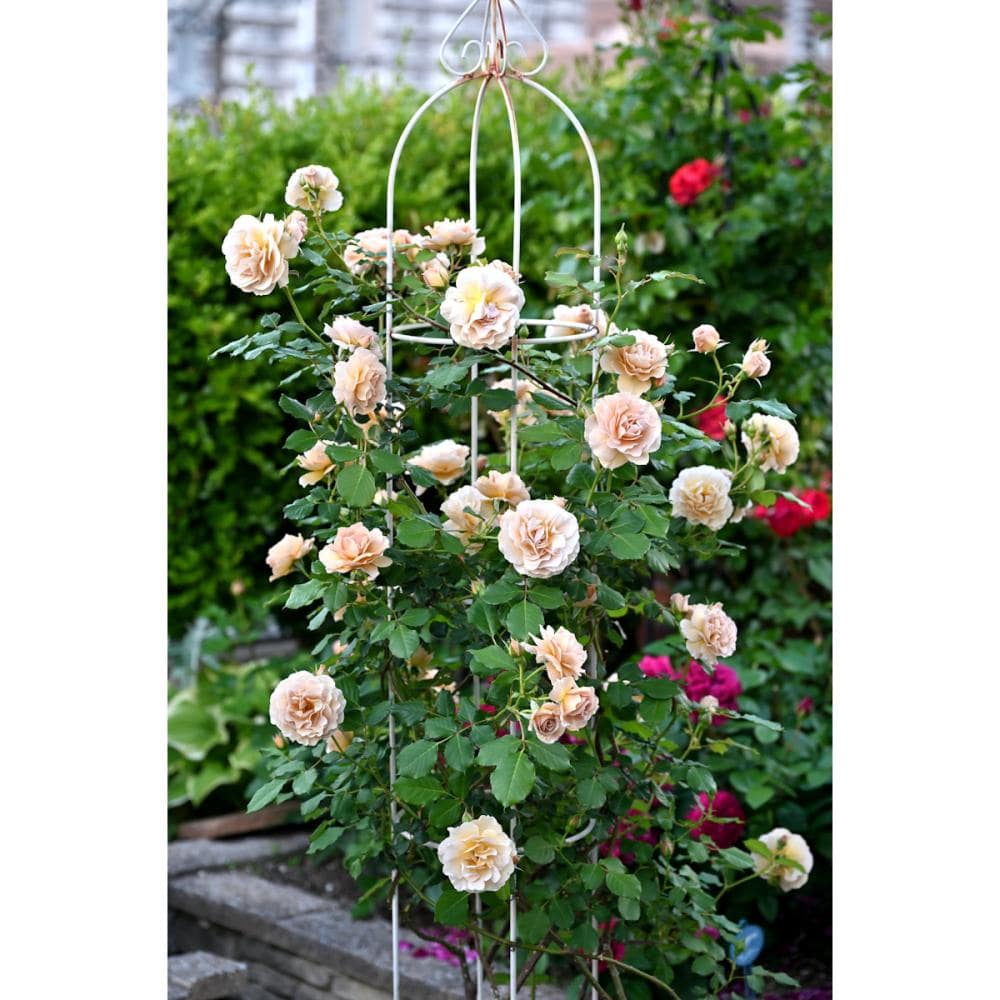 完売御礼【バラ予約】 バラ大苗 ラ・ブロッシュ 予約特典付き 【申込