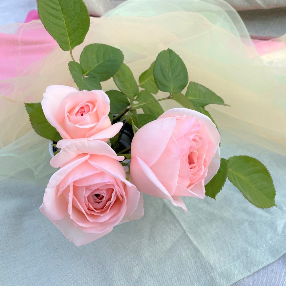 バラ予約】 バラ大苗 さくらいろ 【申込期限：2月22日】 の通販