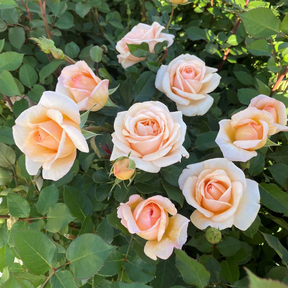 バラ予約】 バラ大苗 ここねいろ 【申込期限：2月22日】 の通販