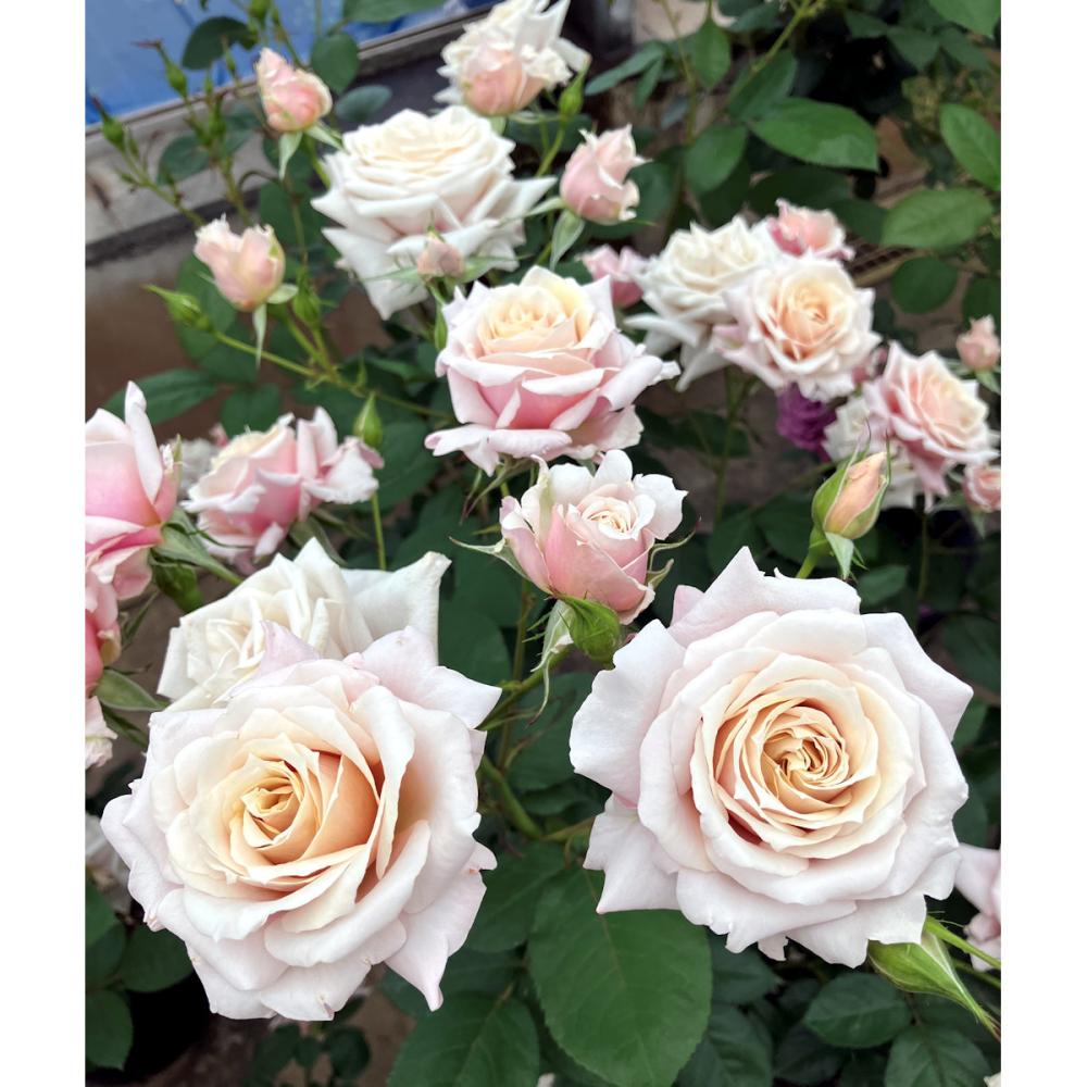 バラ予約】 バラ大苗 希成（きなり） 【申込期限：2月22日】 の通販