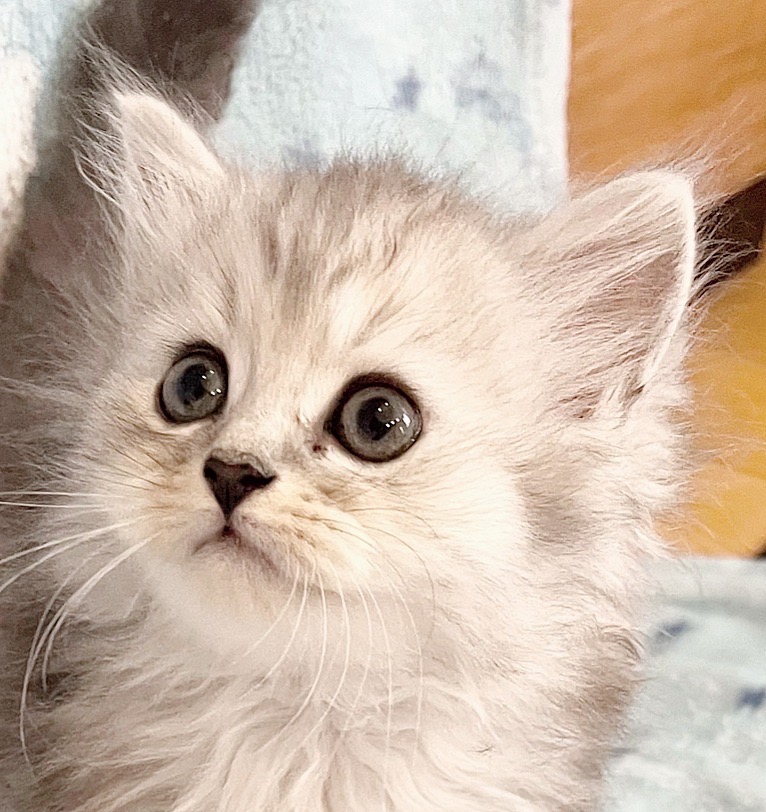 🌟🌟ミヌエット子猫ちゃん、お値下げいたします(≧▽≦)💖 | 子猫のお