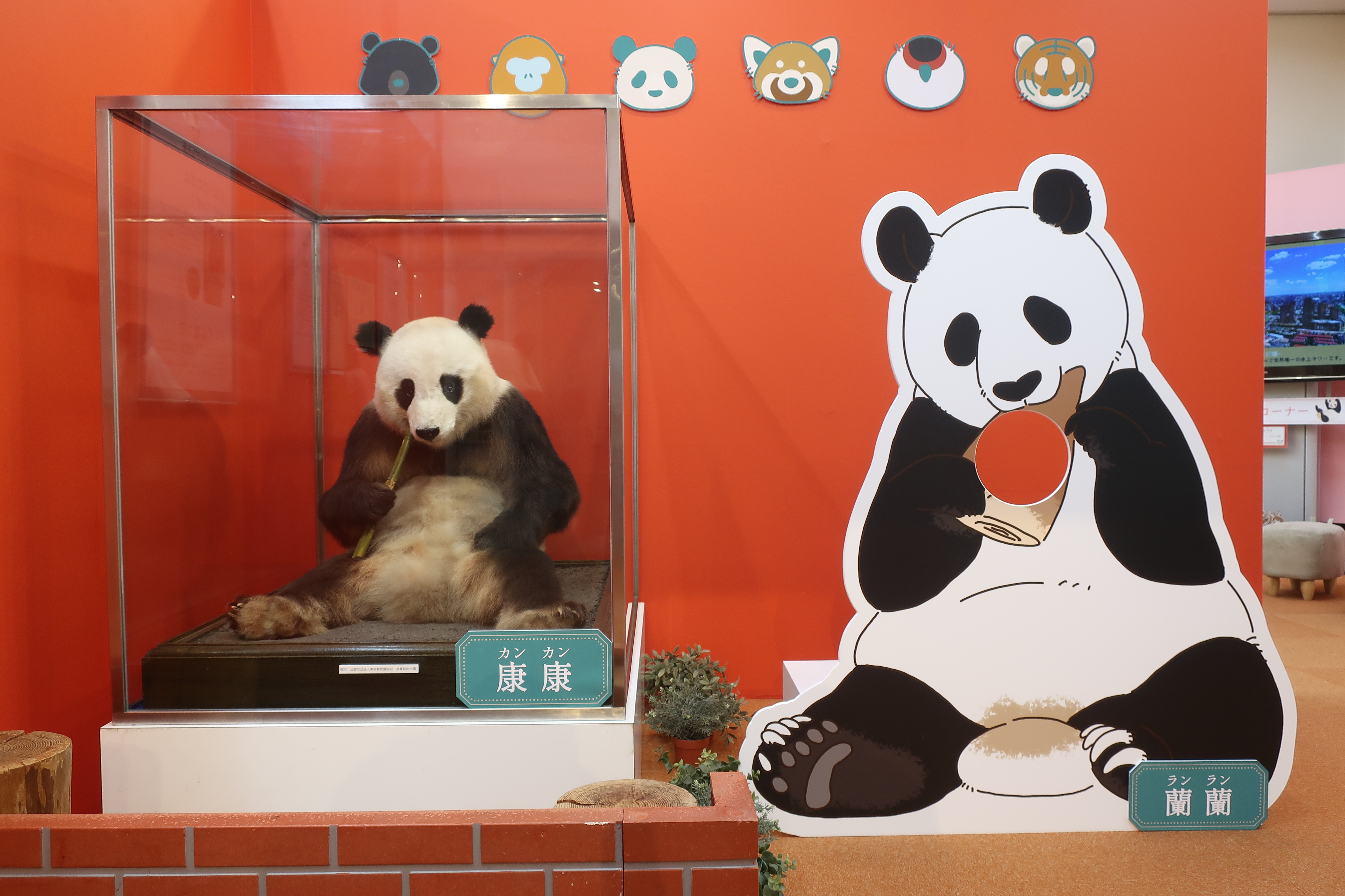 資料館レポNo.25 ジャイアントパンダ「カンカン」の剥製がやってきまし