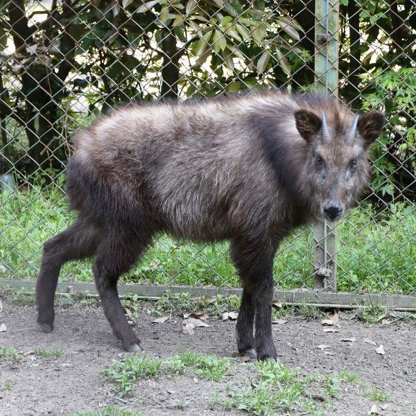 森林植物園にニホンカモシカの「サニー」が来園しました｜神戸市立王子