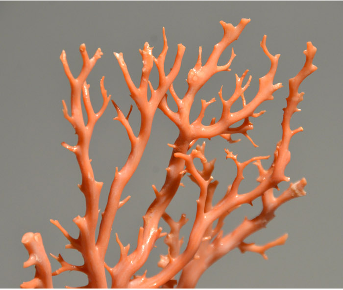 赤珊瑚 枝置物 重量：130g | 古美術ささき