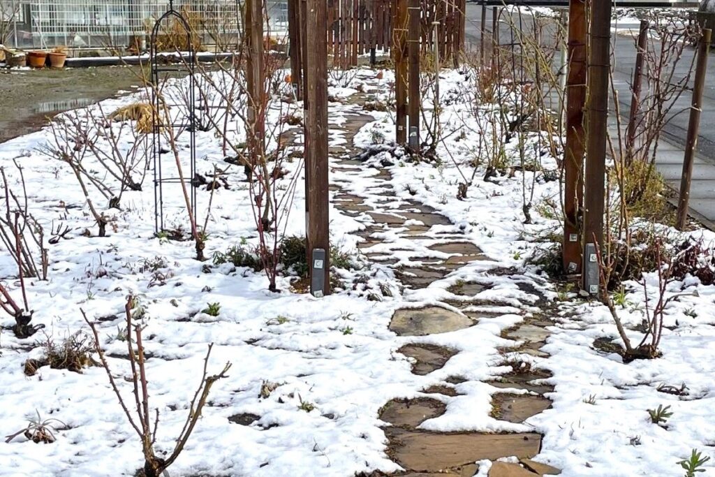 ローズ・ドゥ・メルスリーの最新カタログ | 河本バラ園