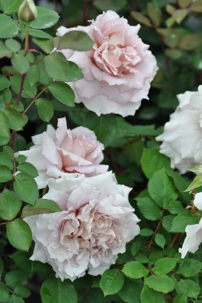 エアリエル | 河本バラ園-KawamotoRoseGarden-