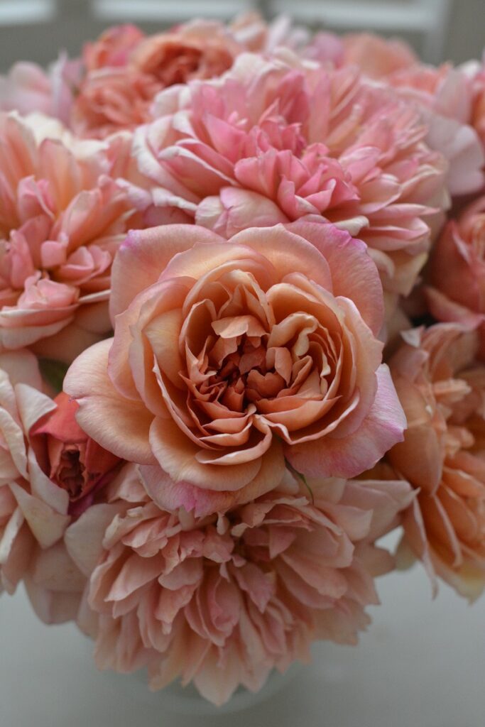 ブロドリー | 河本バラ園-KawamotoRoseGarden-