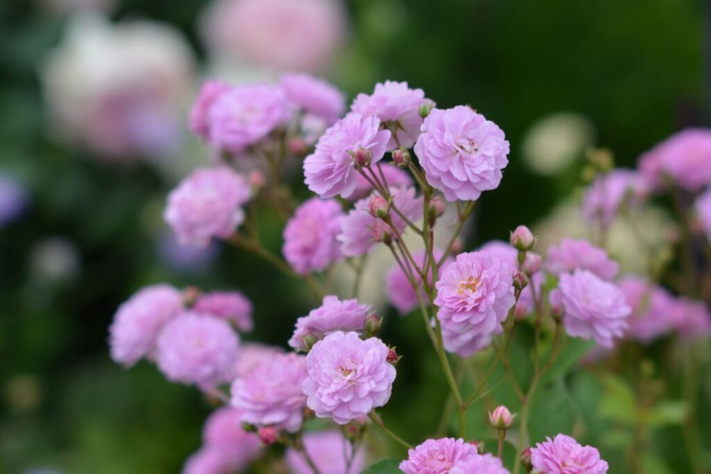 ローズ・ドゥ・メルスリー | 河本バラ園-KawamotoRoseGarden-