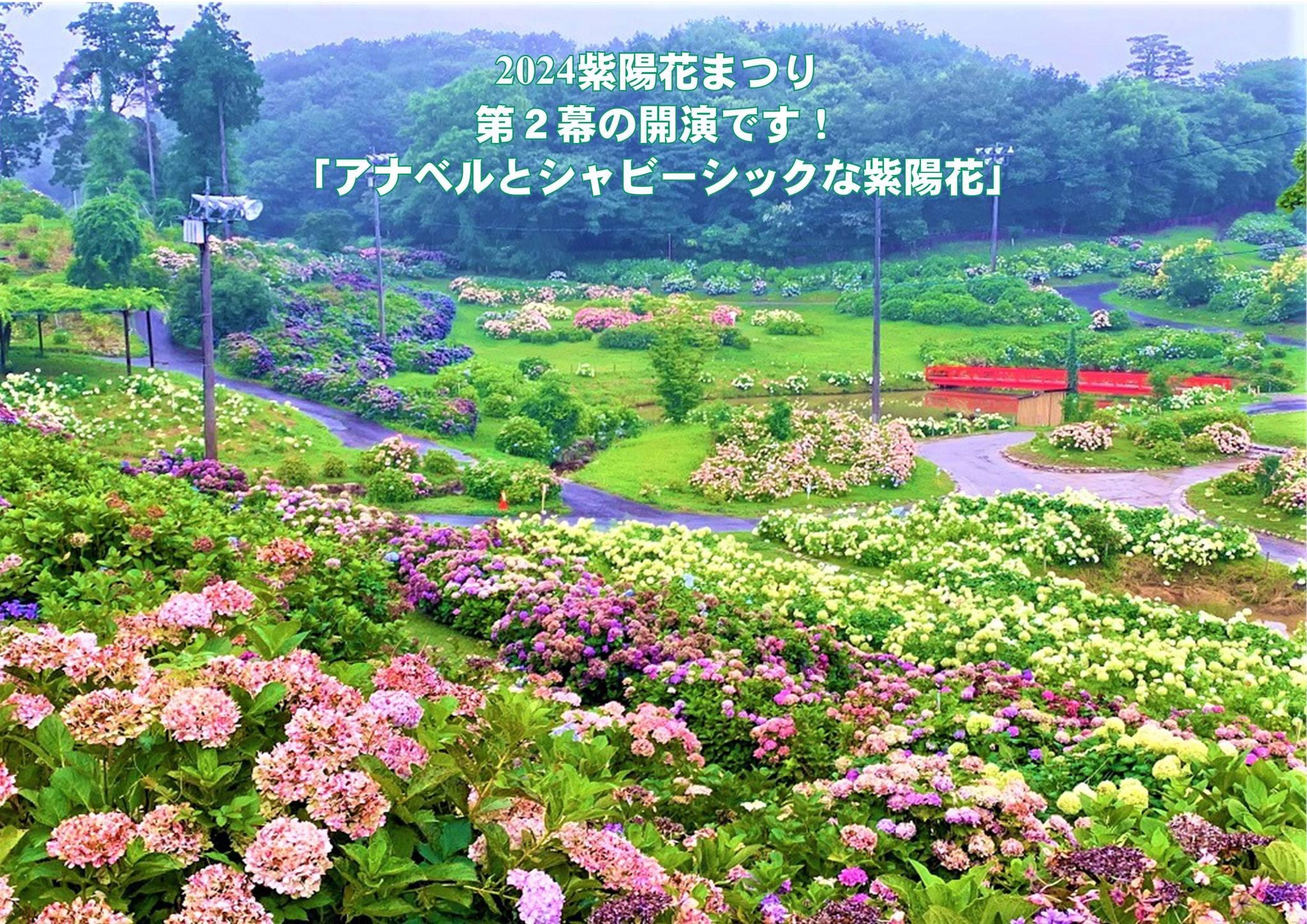 2024年6月27日（木）現在 開花情報 | かざはやの里【公式サイト】