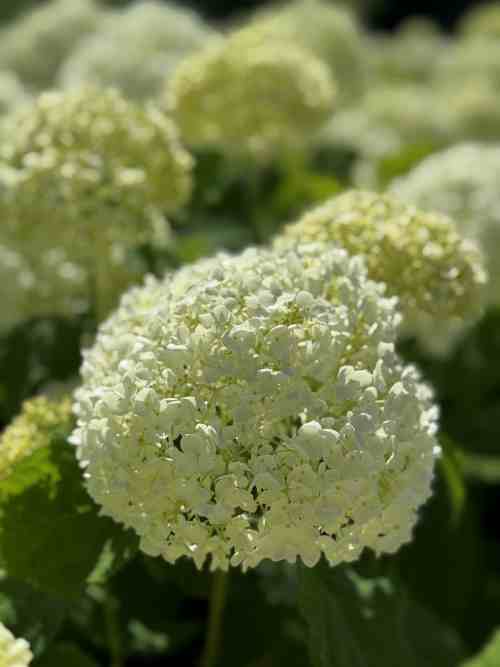 2025年6月18日（水） 開花情報 | かざはやの里【公式サイト】