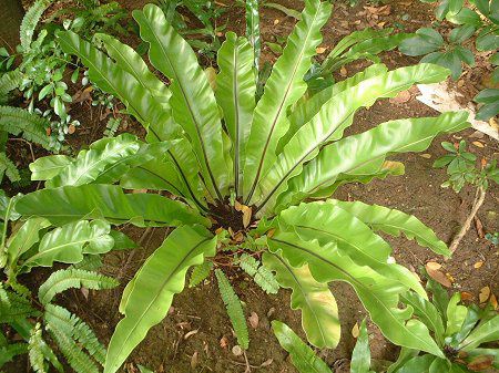 オオタニワタリ(大谷渡)【かぎけんWEB】