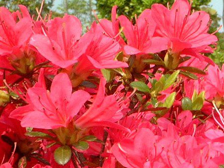 ツツジ(躑躅) 【かぎけんWEB】