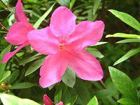 ツツジ(躑躅) 【かぎけんWEB】