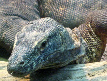 コモドドラゴン（Komodo dragon）【かぎけんWEB】