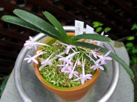 フウラン(風蘭)xナゴラン(名護蘭)【かぎけんWEB】