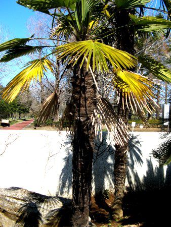 トウジュロ（唐棕櫚）【かぎけんWEB】