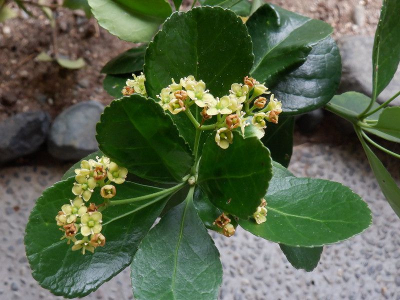 マサキ（正木、柾）【かぎけんWEB】