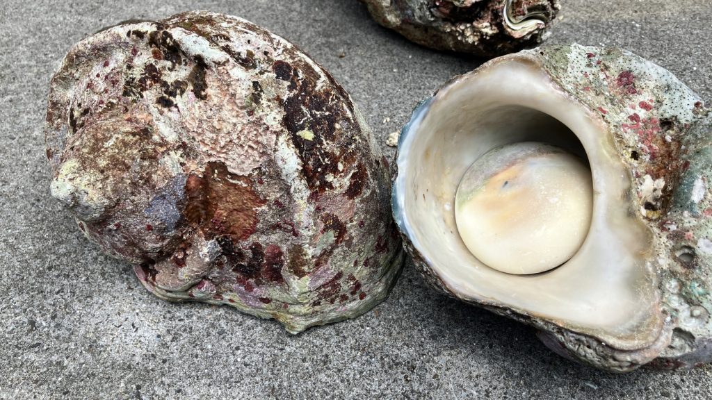 夜光貝を丸ごとピカピカに研磨したら海に映えました！磨き方のすすめ