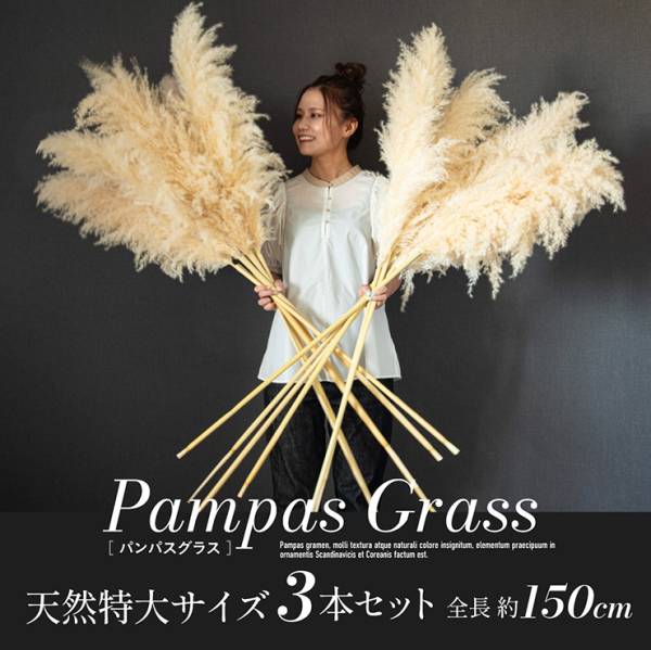Pampas Grass(パンパスグラス) 特大サイズ 150cm 3本セットの通販情報