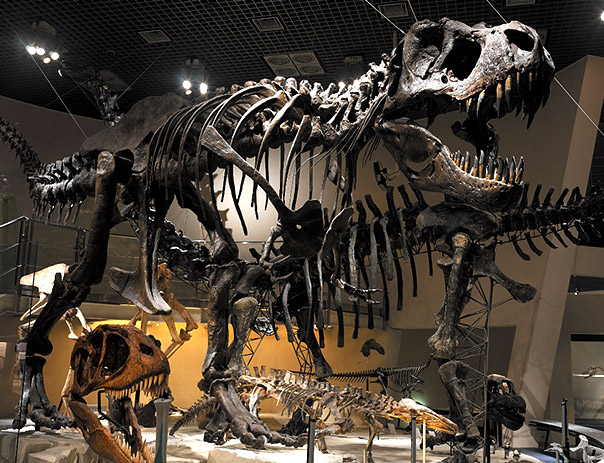 展示 ≫ 地球館大規模リニューアル直前見どころ紹介:: 国立科学博物館