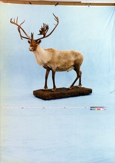 剥製てん ヨシモトコレクション >> 標本・資料データベース :: 国立科学博物館