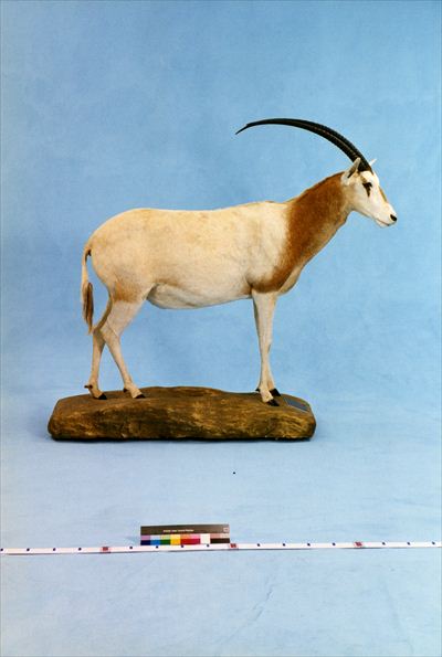 剥製てん ヨシモトコレクション >> 標本・資料データベース :: 国立科学博物館