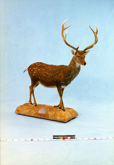 学術標本】種名ニホンジカ　胎児（♂）　エタノール浸漬標本　頭胴長約１３０ｍｍ 関節が動く標本に | えのすいトリーター日誌 | 新江ノ島水族館