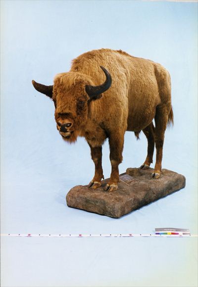 剥製てん ヨシモトコレクション >> 標本・資料データベース :: 国立科学博物館