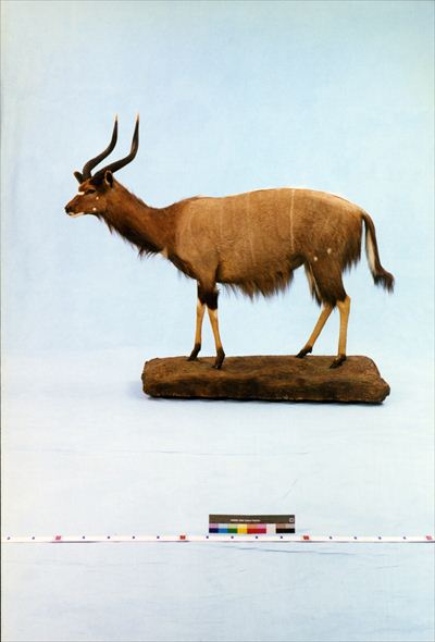 猪の剥製 Yahoo!オークション -「剥製 イノシシ」の落札相場・落札価格