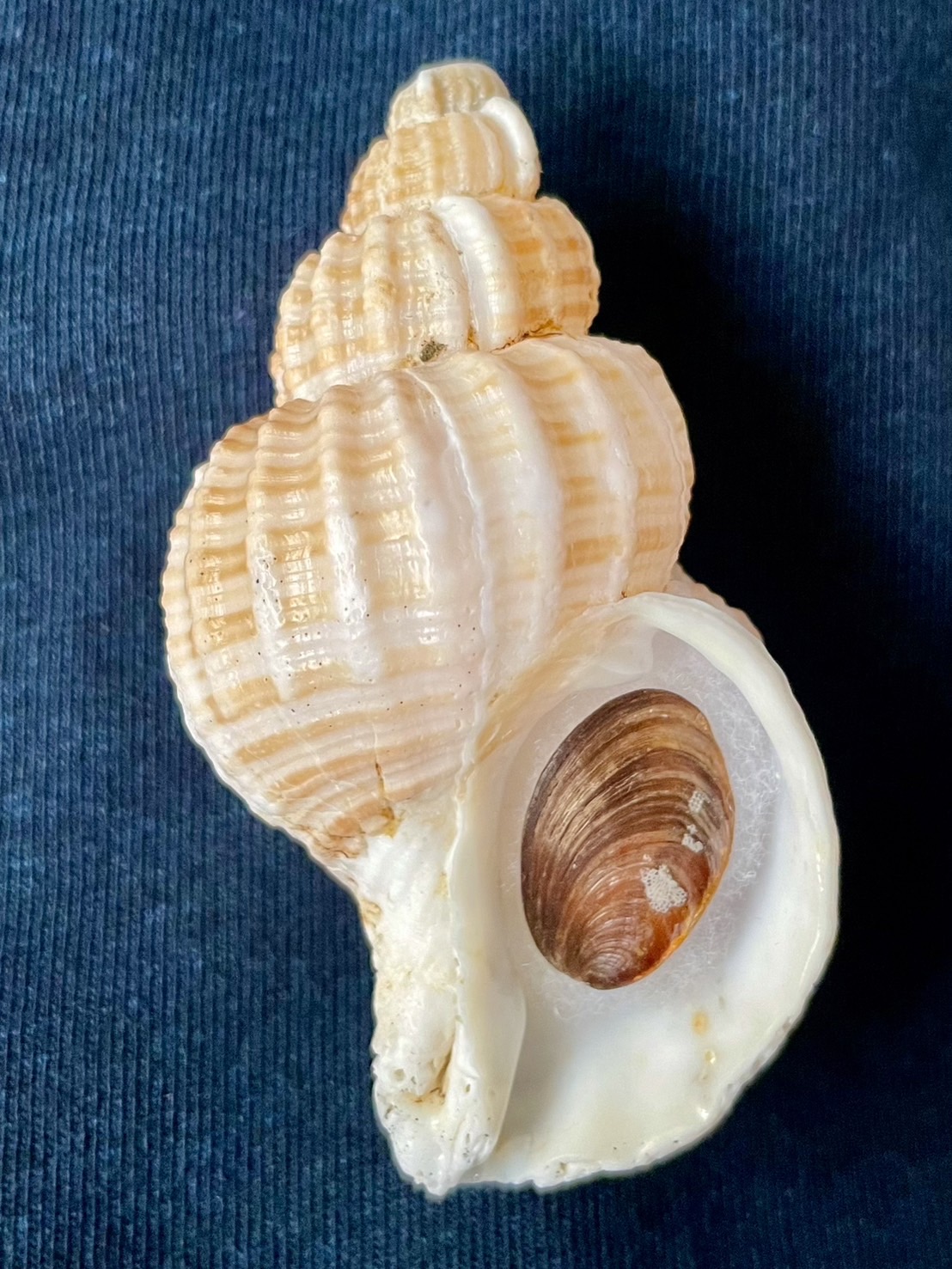 No. 55 アヤボラ（綾法螺） 貝殻の問屋さん- 世界の貝殻・自然素材