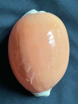 No.29 ナンヨウダカラ（南洋宝） 貝殻の問屋さん- 世界の貝殻・自然