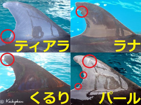 第236回「イルカの違い」 | 市立しものせき水族館｢海響館｣ 公益財団
