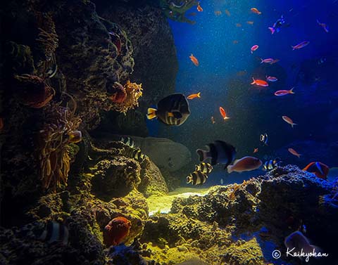 夜の水族館】夜のサンゴ礁 | 市立しものせき水族館｢海響館｣ 公益財団