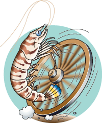 海生研／海の豆知識 Vol.64タカサゴ・クルマエビ