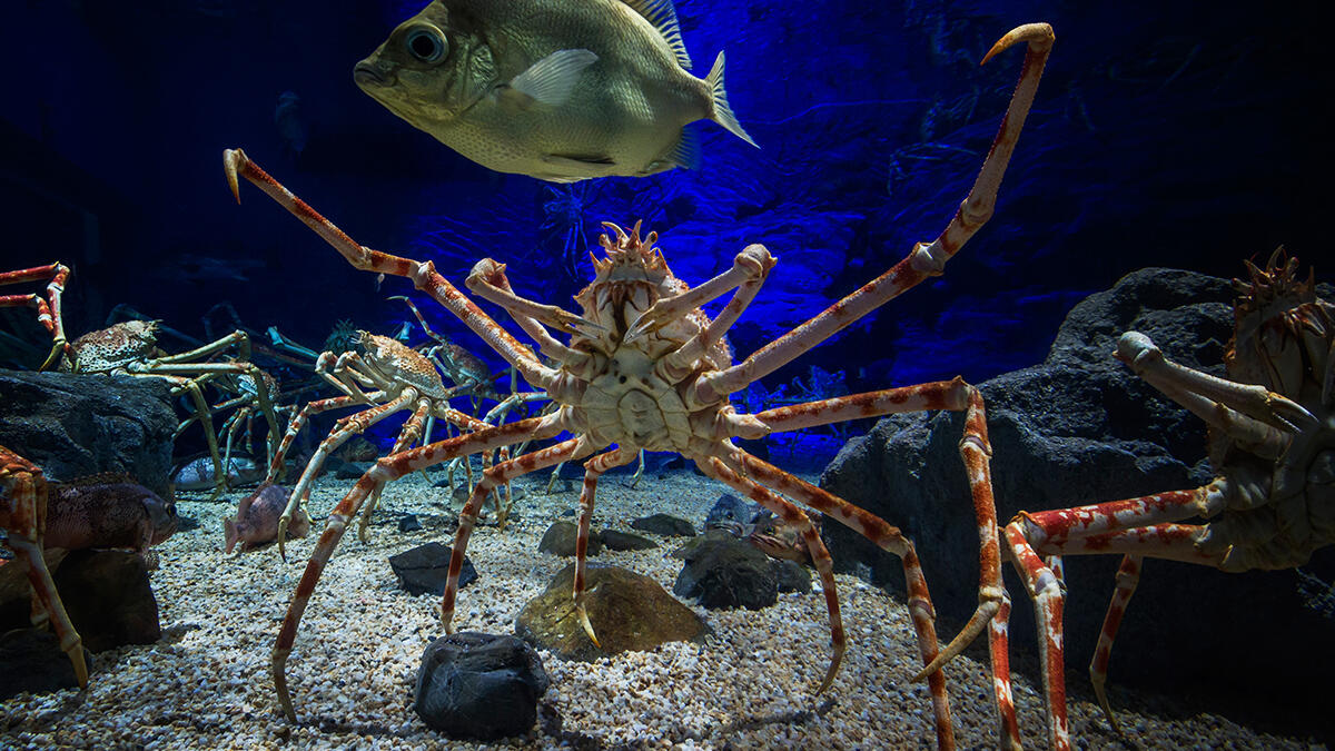 タカアシガニ | 生きもの図鑑 | 生きものを知る | 海遊館